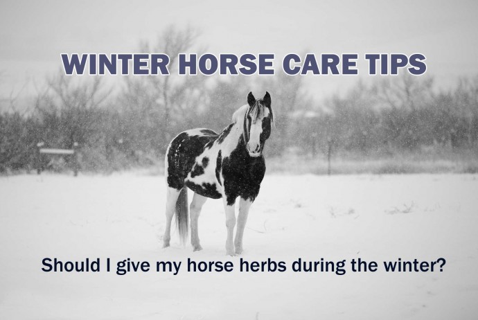 Winter Horse Care Tips